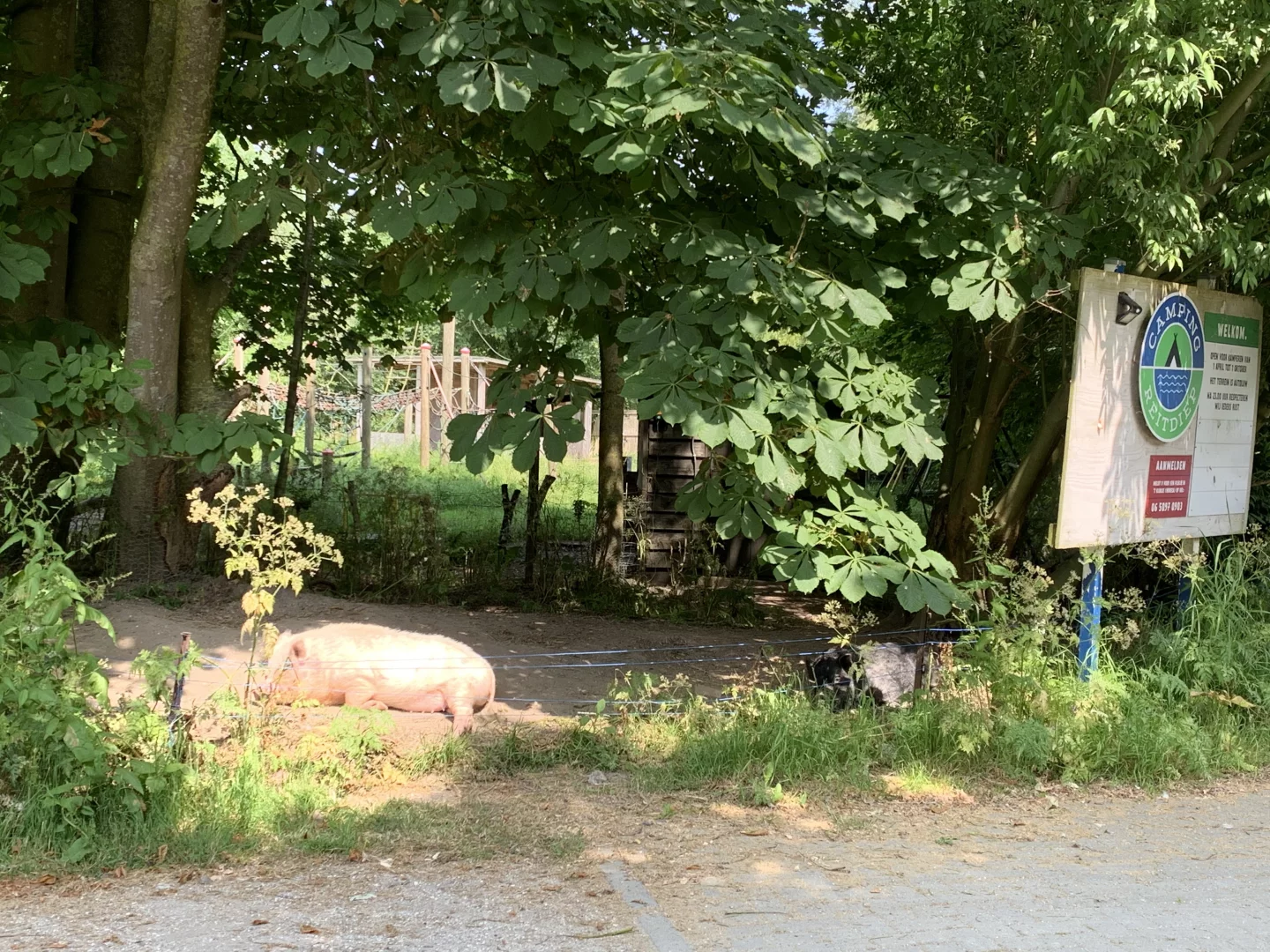Camping Reitdiep — photo 7